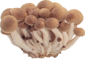 Mushrooms PNG image-3218